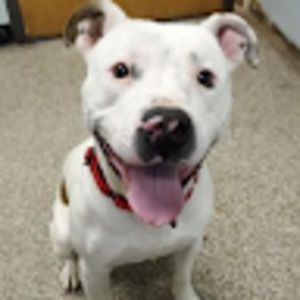 Meet your Posher, Cara